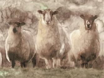 Three Sheep | Obraz na stenu