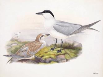 Goulds Coastal Bird IV | Obraz na stenu