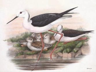 Goulds Coastal Bird V | Obraz na stenu