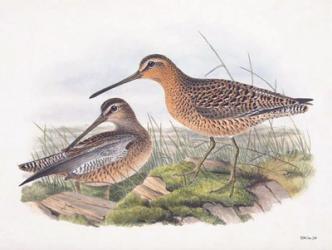 Goulds Coastal Bird VIII | Obraz na stenu