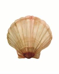 Neutral Shell Collection 2 | Obraz na stenu