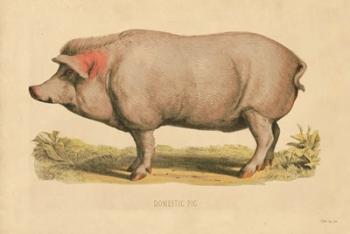 Domestic Pig | Obraz na stenu