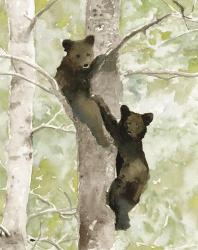 Bear Cub in Tree 1 | Obraz na stenu