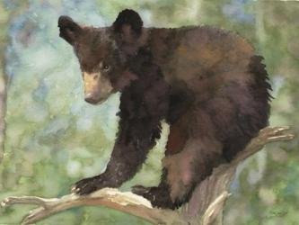 Bear Cub in Tree 2 | Obraz na stenu