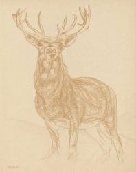 Buck Sketch | Obraz na stenu