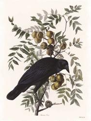 Vintage Crow 1 | Obraz na stenu