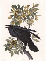 Vintage Crow 2 | Obraz na stenu