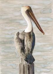 Brown Pelican 1 | Obraz na stenu