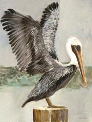 Brown Pelican 2 | Obraz na stenu