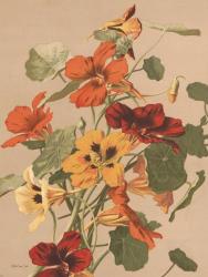 Antique Botanical Collection 2 | Obraz na stenu