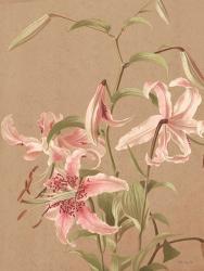 Antique Botanical Collection 3 | Obraz na stenu