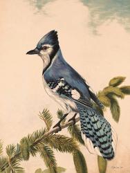 Bluebird on Evergreen | Obraz na stenu