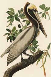 Audubon Brown Pelican | Obraz na stenu
