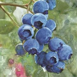 Blueberries 4 | Obraz na stenu