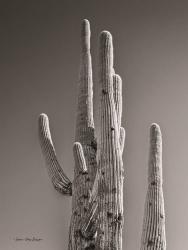 Black & White Cactus | Obraz na stenu