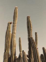 Desert Cacti | Obraz na stenu