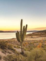 Desert Cactus Sunset | Obraz na stenu