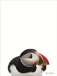 Artic Puffin | Obraz na stenu