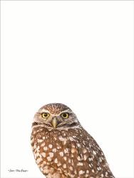 Young Owl | Obraz na stenu