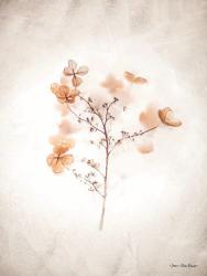 Dried Flowers | Obraz na stenu