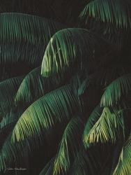 Palm Leaves | Obraz na stenu