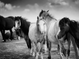 Black & White Horses | Obraz na stenu
