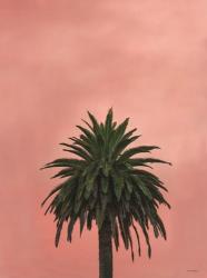 Pink Palm | Obraz na stenu