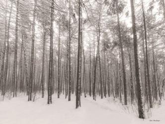 Let It Snow Forest | Obraz na stenu