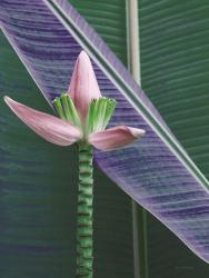 Banana Flower | Obraz na stenu