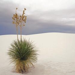 Botanic Dunes | Obraz na stenu