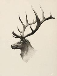 Mountain Reindeer | Obraz na stenu