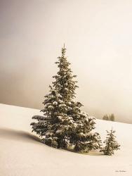 Pine Trees in the Snow | Obraz na stenu