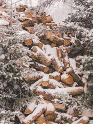 Winter Wood Pile | Obraz na stenu