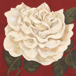 Rosa Blanca Grande I | Obraz na stenu