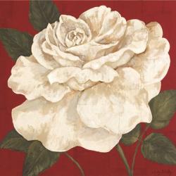 Rosa Blanca Grande II | Obraz na stenu