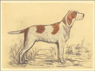 Hunting Dogs-Griffon | Obraz na stenu