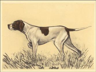 Hunting Dogs-Pointer | Obraz na stenu