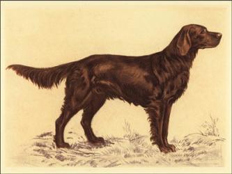 Hunting Dogs-Setter | Obraz na stenu