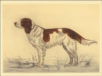 Hunting Dogs-Spaniel | Obraz na stenu