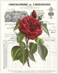 Heirloom Roses A | Obraz na stenu