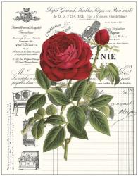 Heirloom Roses B | Obraz na stenu