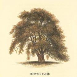 Oriental Plane | Obraz na stenu