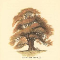 Sessile-Fruited Oak | Obraz na stenu