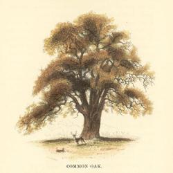 Common Oak | Obraz na stenu