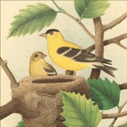 Goldfinch & Warbler A | Obraz na stenu