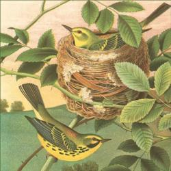 Goldfinch & Warbler B | Obraz na stenu