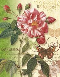 Rose Splendor I | Obraz na stenu