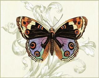 Butterfly Theme I | Obraz na stenu
