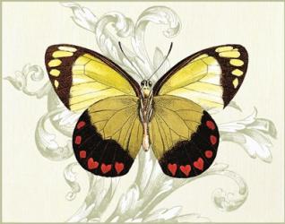 Butterfly Theme II | Obraz na stenu