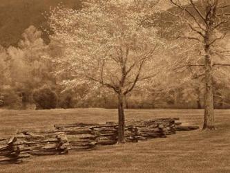 Smokies Fence | Obraz na stenu